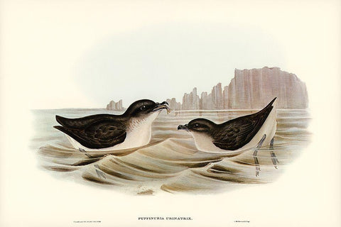 Diving Petrel-Puffinuria Urinatrix White Modern Wood Framed Art Print with Double Matting by Gould, John