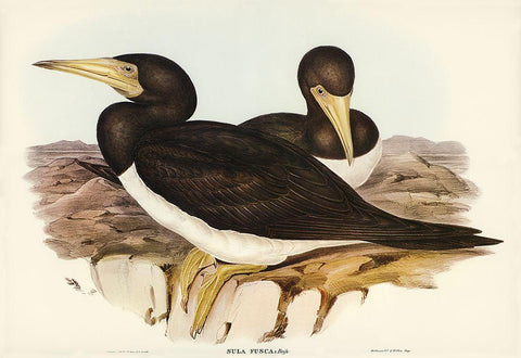 Brown Gannet-Sula fusca Black Ornate Wood Framed Art Print with Double Matting by Gould, John