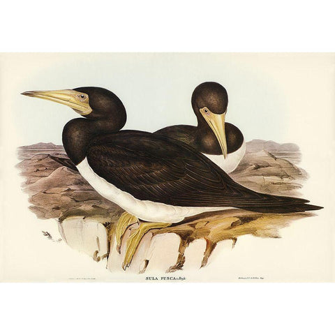 Brown Gannet-Sula fusca Gold Ornate Wood Framed Art Print with Double Matting by Gould, John