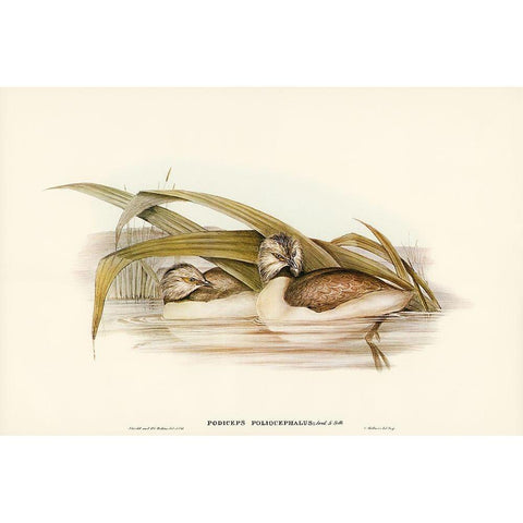 Hoary-headed Grebe-Podiceps poliocephalus White Modern Wood Framed Art Print by Gould, John