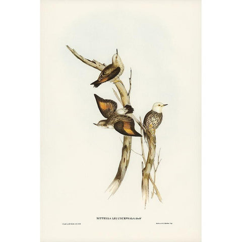 White-headed Sittella-Sittella leucocephala White Modern Wood Framed Art Print by Gould, John