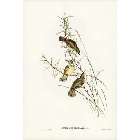 Spotted Sericornis-Sericornis maculatus Gold Ornate Wood Framed Art Print with Double Matting by Gould, John