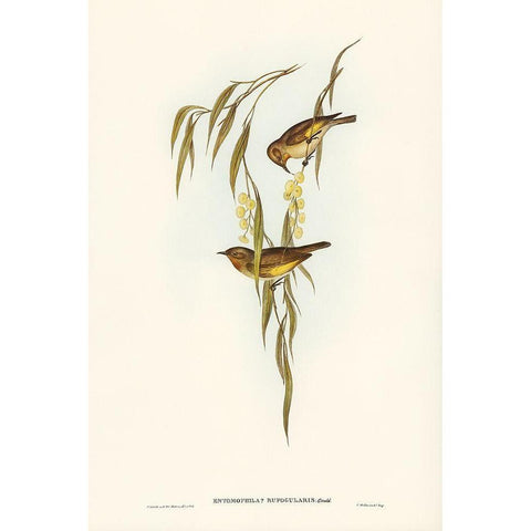 Red-throated Honey-eater-Entomophila rufogularis White Modern Wood Framed Art Print by Gould, John