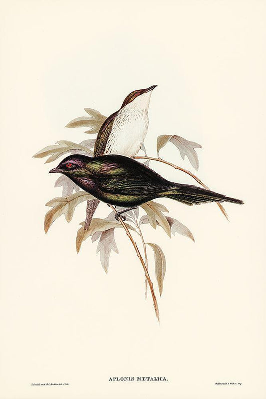 Image Only