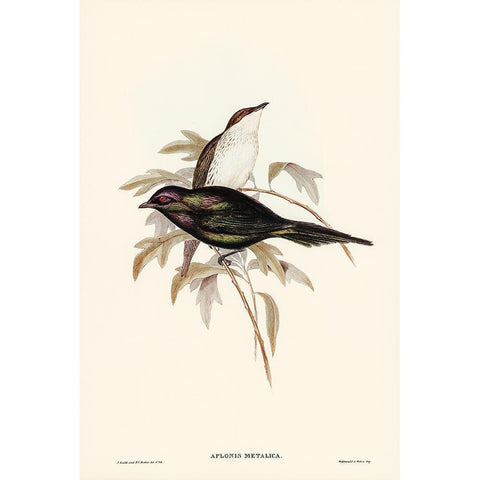 Shining starling-Aplonis metallica White Modern Wood Framed Art Print by Gould, John