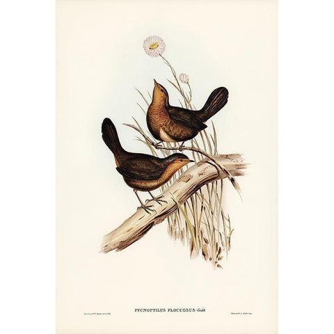 Downy Pycnoptilus-Pycnoptilus floccosus White Modern Wood Framed Art Print by Gould, John