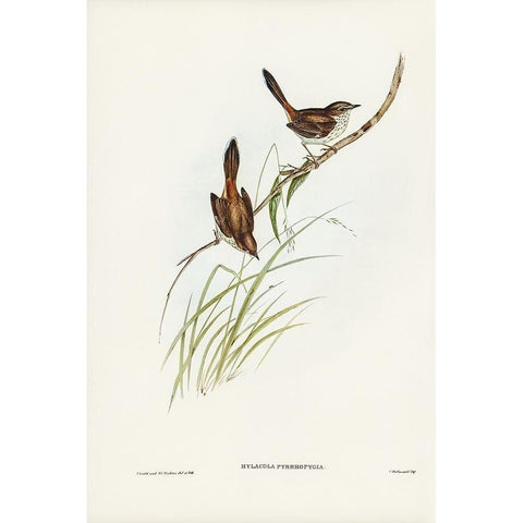 Red-rumped Wren-ylacola pyrrhopygia White Modern Wood Framed Art Print by Gould, John