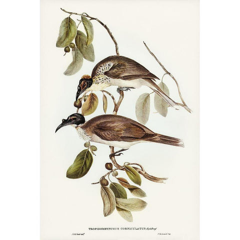 Friar Bird-Tropidorhynchus corniculatus White Modern Wood Framed Art Print by Gould, John