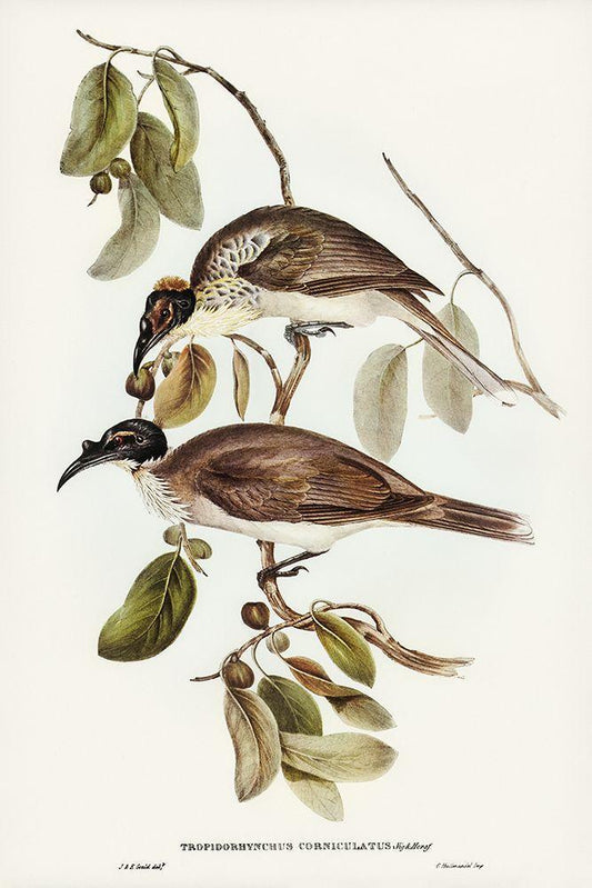 Image Only