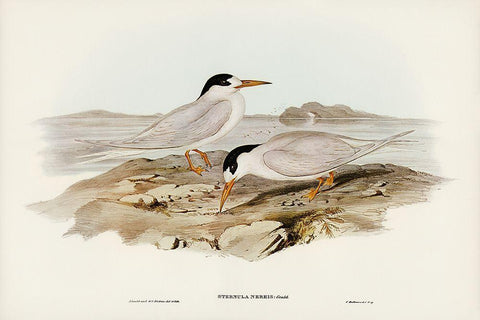 Australian Little Tern-Sternula Nereis White Modern Wood Framed Art Print with Double Matting by Gould, John