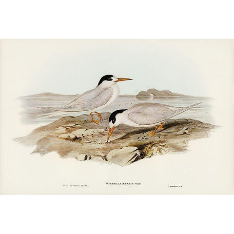 Australian Little Tern-Sternula Nereis Black Modern Wood Framed Art Print by Gould, John