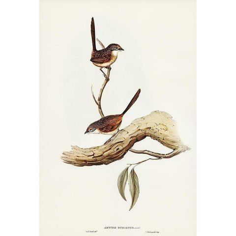 Striated Wren-Amytis striatus White Modern Wood Framed Art Print by Gould, John