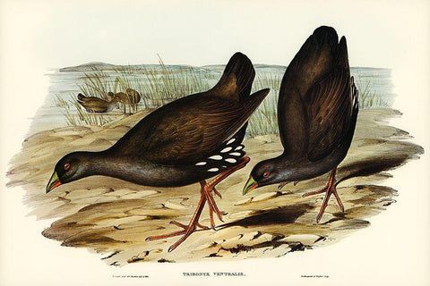 Black-tailed Tribonyx-Tribonyx ventralis Black Ornate Wood Framed Art Print with Double Matting by Gould, John