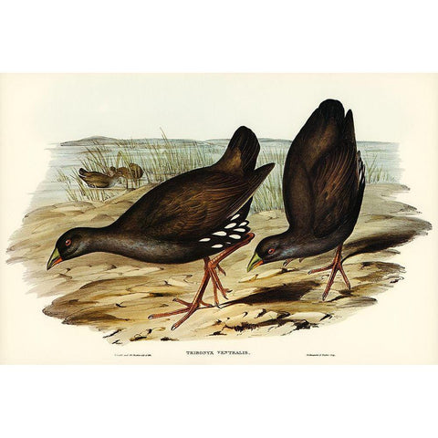 Black-tailed Tribonyx-Tribonyx ventralis Gold Ornate Wood Framed Art Print with Double Matting by Gould, John