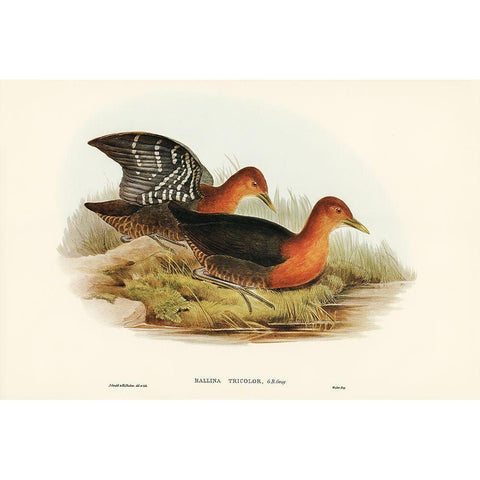 Red-necked Rail-Rallina tricolor Gold Ornate Wood Framed Art Print with Double Matting by Gould, John