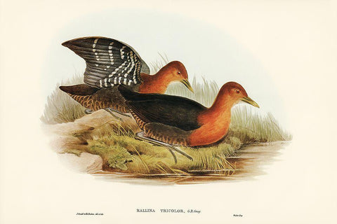 Red-necked Rail-Rallina tricolor White Modern Wood Framed Art Print with Double Matting by Gould, John