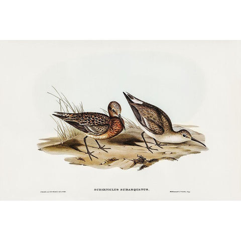 Curlew Sandpiper-Schoeniclus subarquatus Gold Ornate Wood Framed Art Print with Double Matting by Gould, John