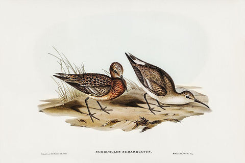 Curlew Sandpiper-Schoeniclus subarquatus Black Ornate Wood Framed Art Print with Double Matting by Gould, John