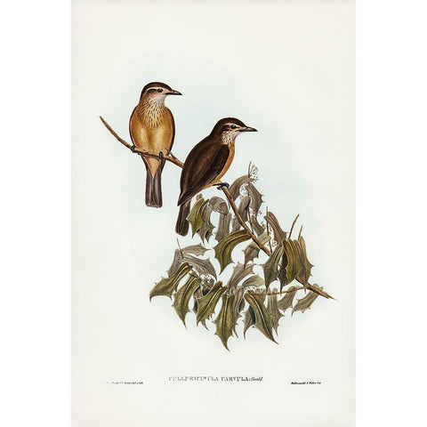 Little Colluricincla-Colluricincla parvula Gold Ornate Wood Framed Art Print with Double Matting by Gould, John