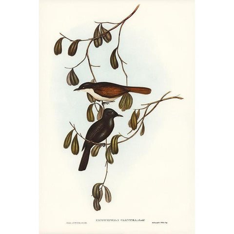 Grey-tailed Pachycephala-Pachycephala glaucura White Modern Wood Framed Art Print by Gould, John