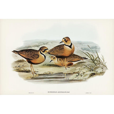 Australian Dottrel-Eudromias Australis Gold Ornate Wood Framed Art Print with Double Matting by Gould, John