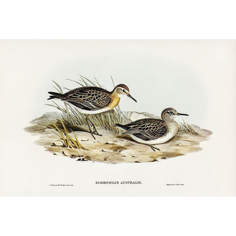 Australian Tringa-Schoeniclus Australis Black Modern Wood Framed Art Print with Double Matting by Gould, John