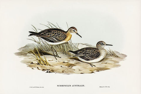 Australian Tringa-Schoeniclus Australis Black Ornate Wood Framed Art Print with Double Matting by Gould, John