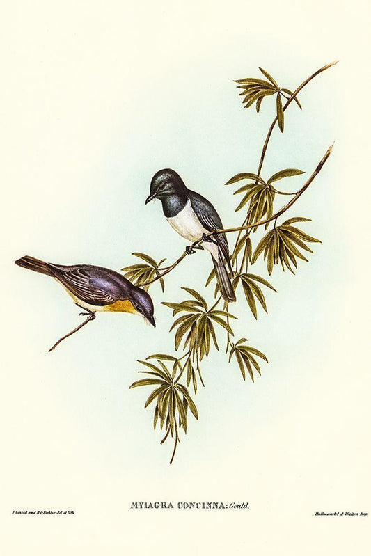 Image Only