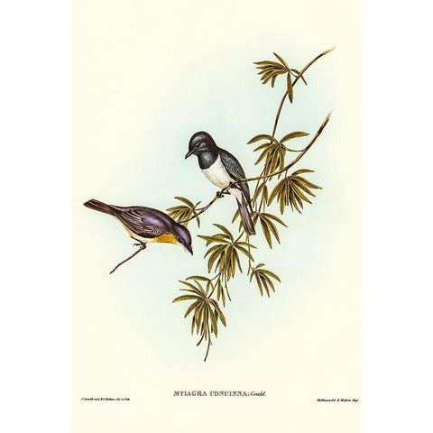 Pretty Flycatcher-Myiagra concinna Black Modern Wood Framed Art Print with Double Matting by Gould, John