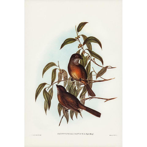 Olivaceous Pachycephala-Pachycephala olivacea Black Modern Wood Framed Art Print with Double Matting by Gould, John