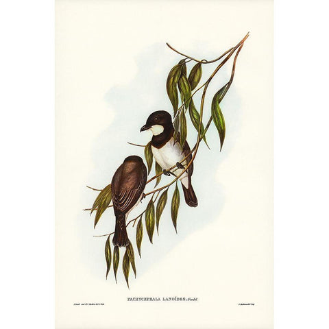 Shrike-like Phachycephala-Pachycephala Lanoides Black Modern Wood Framed Art Print with Double Matting by Gould, John