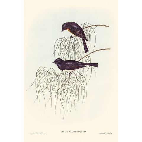 Shining Flycatcher-Myiagra nitida Gold Ornate Wood Framed Art Print with Double Matting by Gould, John