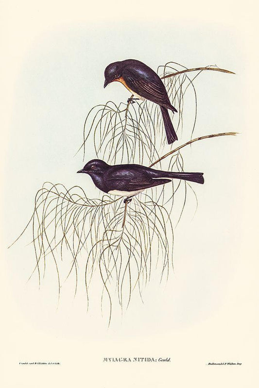 Image Only