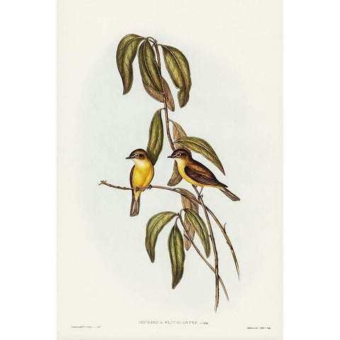 Yellow-bellied flycatcher-Microeca flavigaster White Modern Wood Framed Art Print by Gould, John