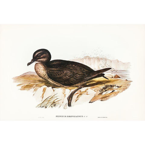 Short-tailed Petrel-Puffinus brevicaudus White Modern Wood Framed Art Print by Gould, John