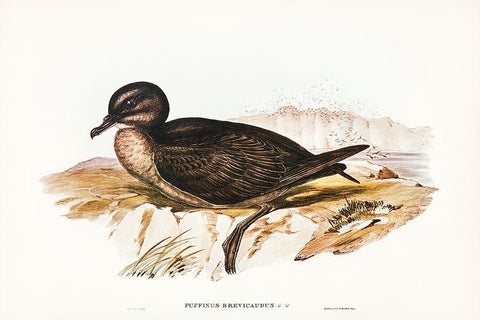 Short-tailed Petrel-Puffinus brevicaudus Black Ornate Wood Framed Art Print with Double Matting by Gould, John