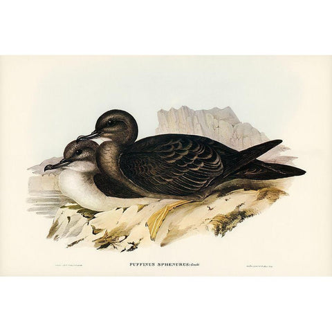 Wedge-tailed Petrel-Puffinus sphenurus Gold Ornate Wood Framed Art Print with Double Matting by Gould, John