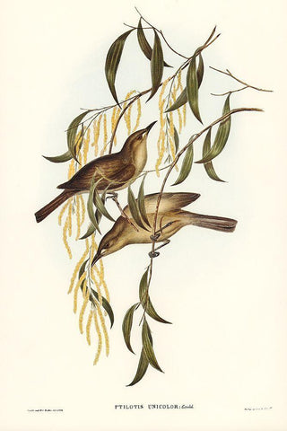 Uniform Honey-eater-Ptilotis unicolor Black Ornate Wood Framed Art Print with Double Matting by Gould, John