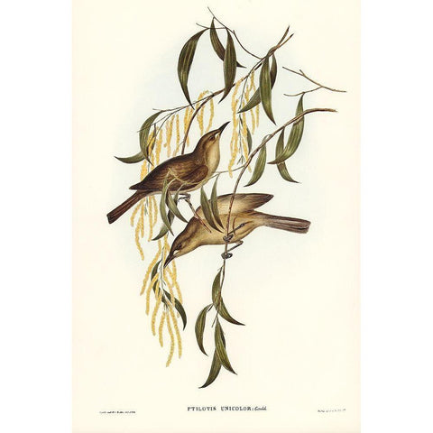 Uniform Honey-eater-Ptilotis unicolor Black Modern Wood Framed Art Print with Double Matting by Gould, John