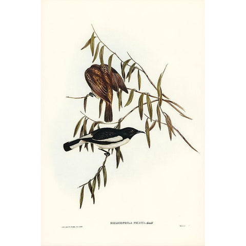 Pied Honey-eater-Melicophila picata White Modern Wood Framed Art Print by Gould, John