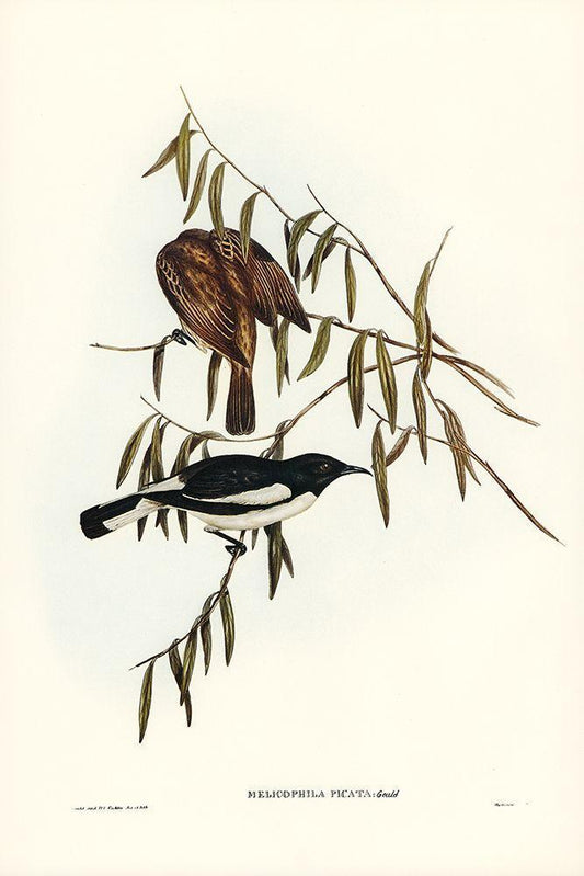 Image Only