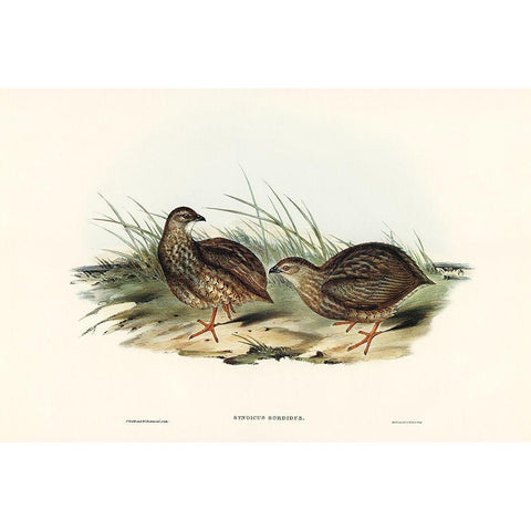 Sombre Partridge-Synoicus sordidus White Modern Wood Framed Art Print by Gould, John