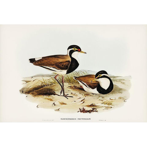 Black-breasted Pewit-Sarciophorus pectoralis White Modern Wood Framed Art Print by Gould, John