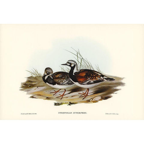 Turnstone-Strepsilas Interpres Gold Ornate Wood Framed Art Print with Double Matting by Gould, John