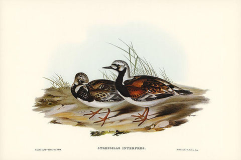 Turnstone-Strepsilas Interpres Black Ornate Wood Framed Art Print with Double Matting by Gould, John