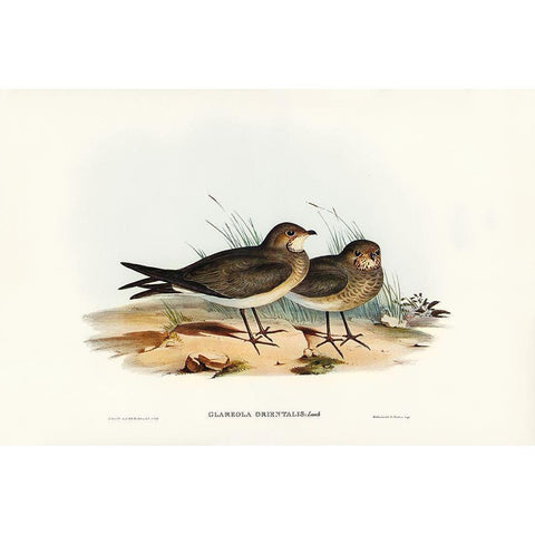 Oriental Pratincole-Glareola Orientalis White Modern Wood Framed Art Print by Gould, John