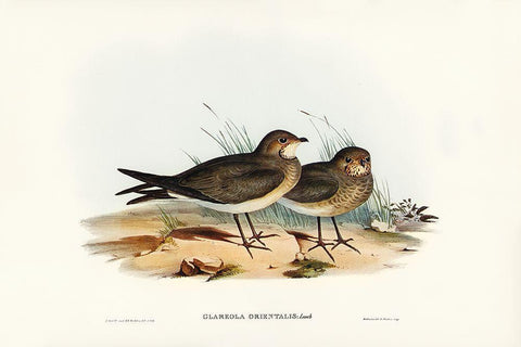 Oriental Pratincole-Glareola Orientalis Black Ornate Wood Framed Art Print with Double Matting by Gould, John