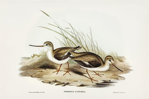 Terek Godwit-Terekia cinerea Black Ornate Wood Framed Art Print with Double Matting by Gould, John