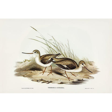 Terek Godwit-Terekia cinerea White Modern Wood Framed Art Print by Gould, John