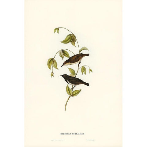 Black Honey-eater-Myzomela nigra White Modern Wood Framed Art Print by Gould, John